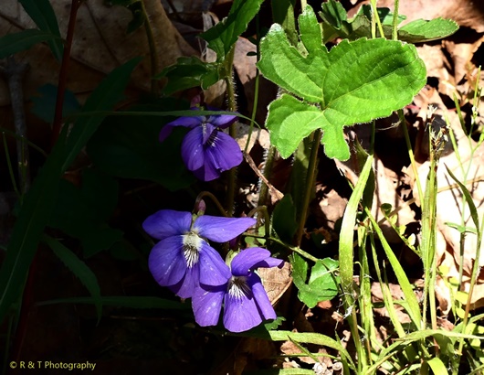 {Viola palmata}